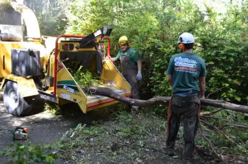 tree services Speedway